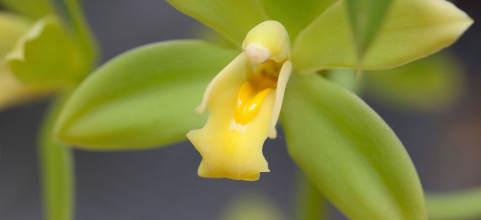 Green Orchid, National Botanical Gardens