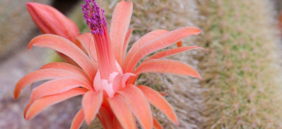 Cactus, National Botanical Gardens